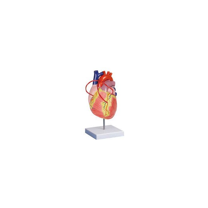 Medizin Teknik