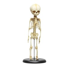 2850 FETUS İSKELETİ 30 HAFTALIK STANDLI