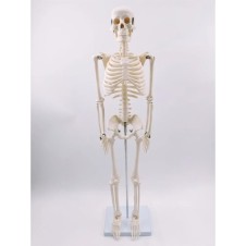 ERKENTMED JOE İNSAN İSKELET MODELİ  85 CM 1/2 BOY