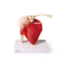 4661 OMUZ EKLEM MODELİ KASLI