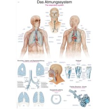 AL116 SOLUNUM SİSTEMİ TABLOSU