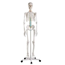 Standart İnsan İskelet Eğitim Modeli ´´Oscar´´ 1/1 2960