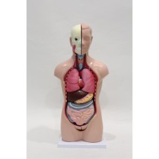 ERKENTMED T13 BİSEKSÜEL AÇIK KAS TORSO MODELİ
