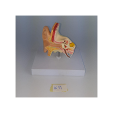 ERKENTMED K11 KULAK MODELİ
