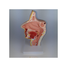 ERKENTMED N11 NORMAL NASAL BOŞLUĞU MODELİ