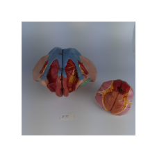 ERKENTMED P11 KADIN PELVİS MODELİ