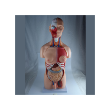 ERKENTMED T13 KADIN/ERKEK TORSO MODELİ 85 CM 23 PARÇA