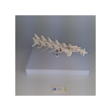 ERKENTMED H12 KÖPEK LUMBAR MODELİ