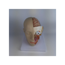 ERKENTMED S11 KAFATASI MODELİ