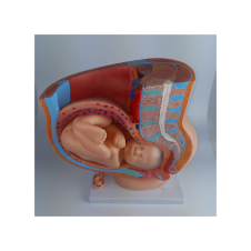 ERKENTMED M11 DOKUZ AYLIK HAMİLE MODELİ