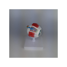 ERKENTMED G13 BÜYÜTÜLMÜŞ GÖZ KÜRESİ MODELİ