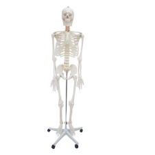 ERKENTMED WILLIAM İNSAN İSKELET MODELİ TAM BOY 180 CM İSKELET AFİŞ HEDİYELİ