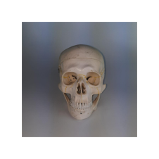 ERKENTMED S13 NUMARA 3 PARÇA ETİKETLİ KAFATASI MODELİ